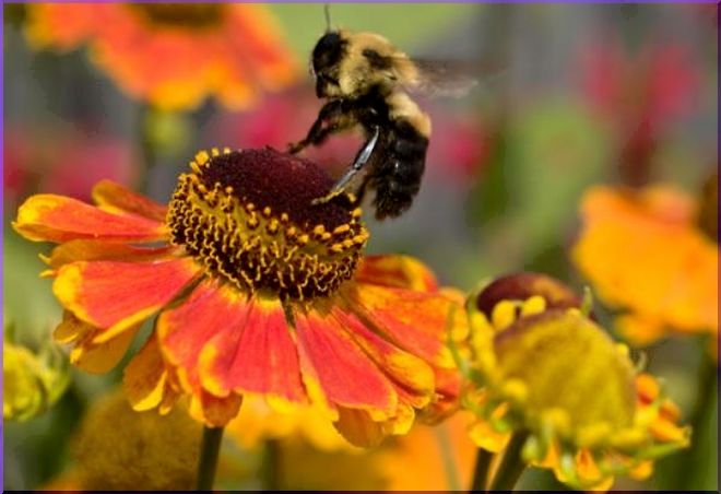Pollinators: Creating Buzz Around Your Biz