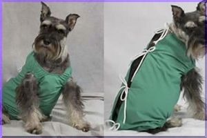 Canine Post Op