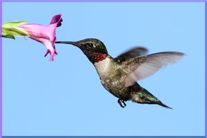 What Google's Hummingbird Update Means for Small Business
